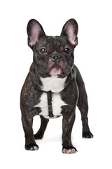 Black and White French Bulldog