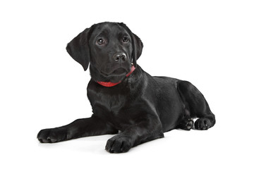Black Labrador puppy