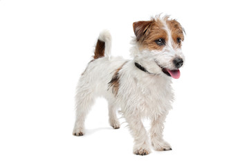 Jack Russel Terrier