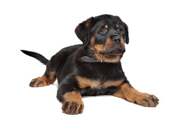 Fototapeta premium rottweiler puppy