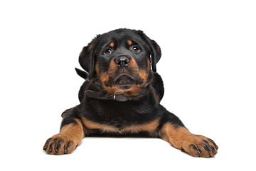 Fototapeta premium rottweiler puppy