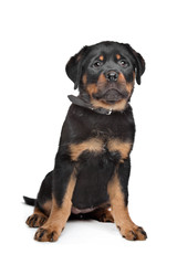 Obraz premium rottweiler puppy