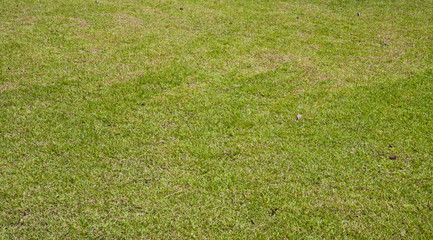 Green grass background