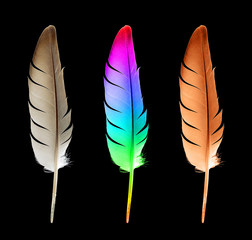 Pigeon feather(Clipping path!)