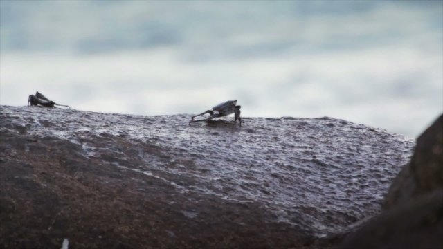 Crab an the rock