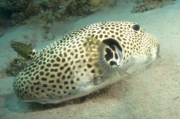 puffer fish