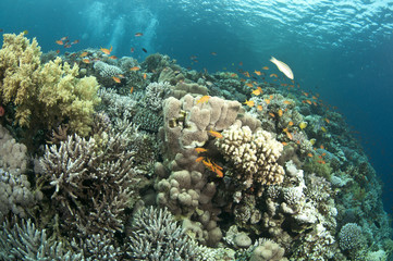 colorful coral reef