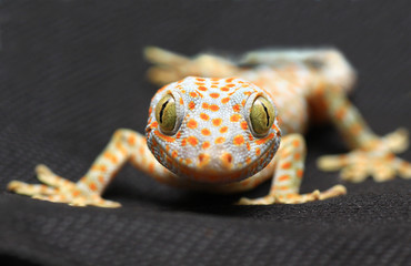 Gecko smile on black background