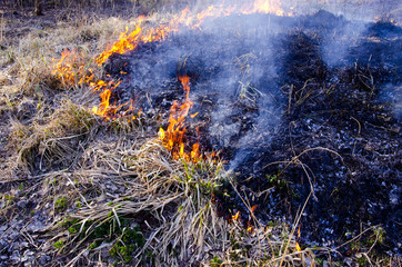burning dry grass in spring time