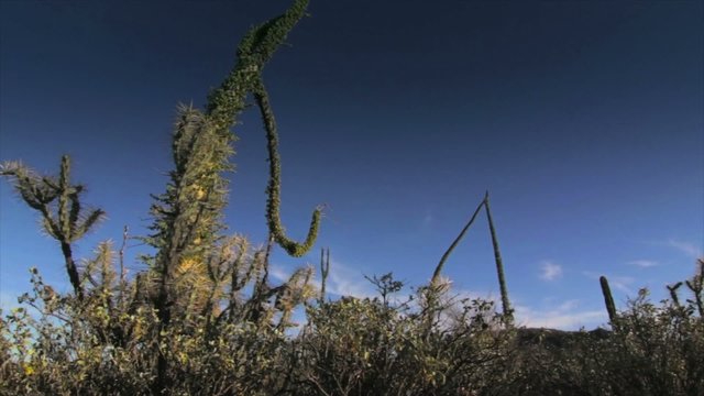 Cactus cirios in Baja California Desert