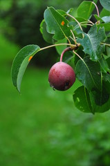 an unripe red apple on the tree