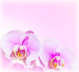 Fototapeta na wymiar Pink Orchid flower border