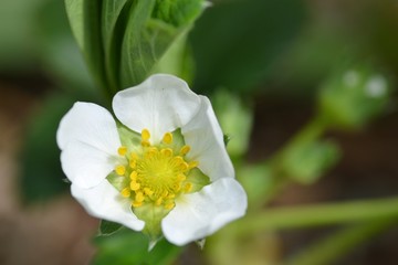 イチゴの花