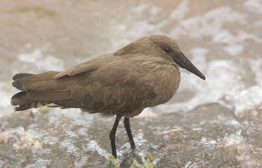 Hammerkop