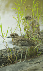Water Dikkop