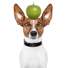 crazy dog with big lazy eyes and an apple