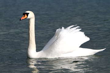 White swan in the water.