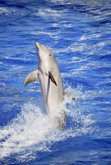 Obraz premium Dolphin