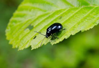 kleiner schwarzer Käfer auf Frühlingsblatt