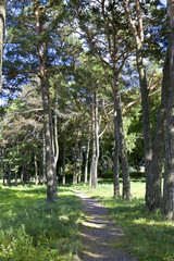 Forest path