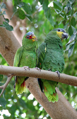 zwei Papageien
