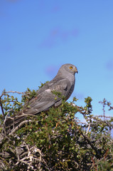 El Calafate, Laguna Nimes