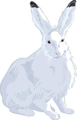 Rabbit Drawn2