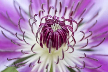 Türaufkleber Blume - Makro - Nahaufnahme © lapas77