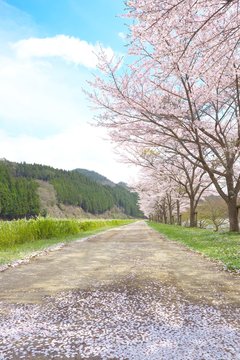 桜道