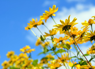 Summer flowers and blue sky