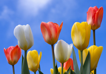 Obraz premium Colourful tulips in spring time.