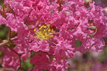 Du lilas d espagne