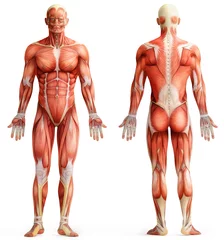Tuinposter anatomy, muscles © adimas