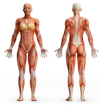 Anatomy Woman Image & Photo (Free Trial)