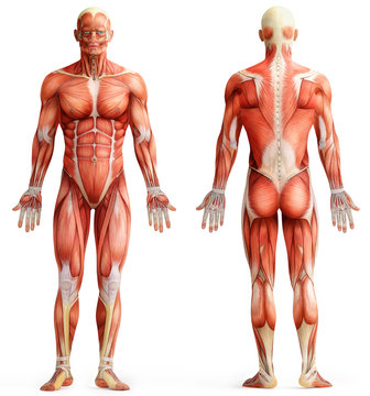 Fototapeta anatomy, muscles