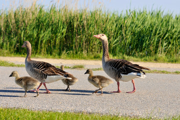 family of geese walking on the roadside