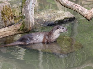 Fischotter im Wasser