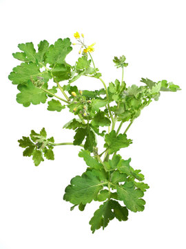 ch&eacute;lidoine