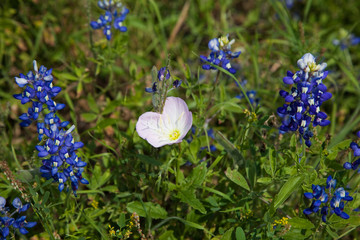 Pink Evening Primrose and Bluebonnets