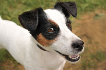 jack russel terrier