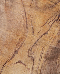 Texture of tree stump