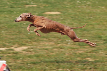 chien d'agility