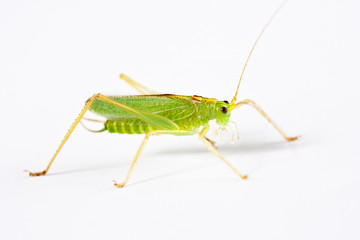 grasshopper from side on white background
