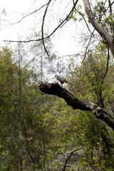 Hawk Bird of Prey Sitting on Branch