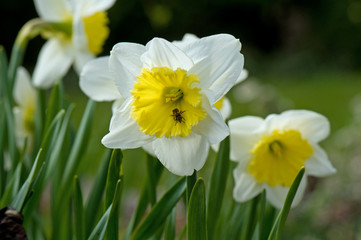 Daffodils with wasp