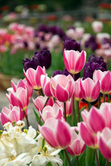 チューリップ