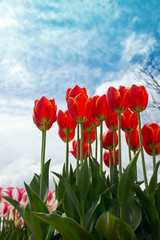 チューリップ