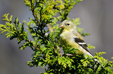 Female Goldfinch Perched in a Cedar Tree