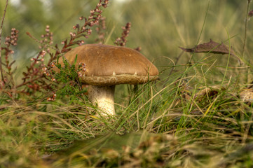 Birkenpilz 01