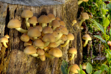 Gruenblaettriger Schwefelkopf 04
